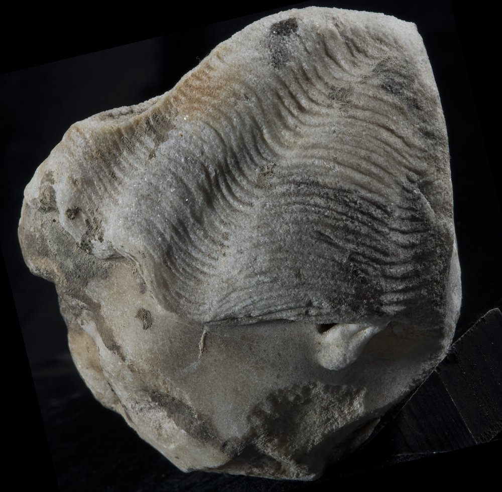 Inv 381702_05.jpg