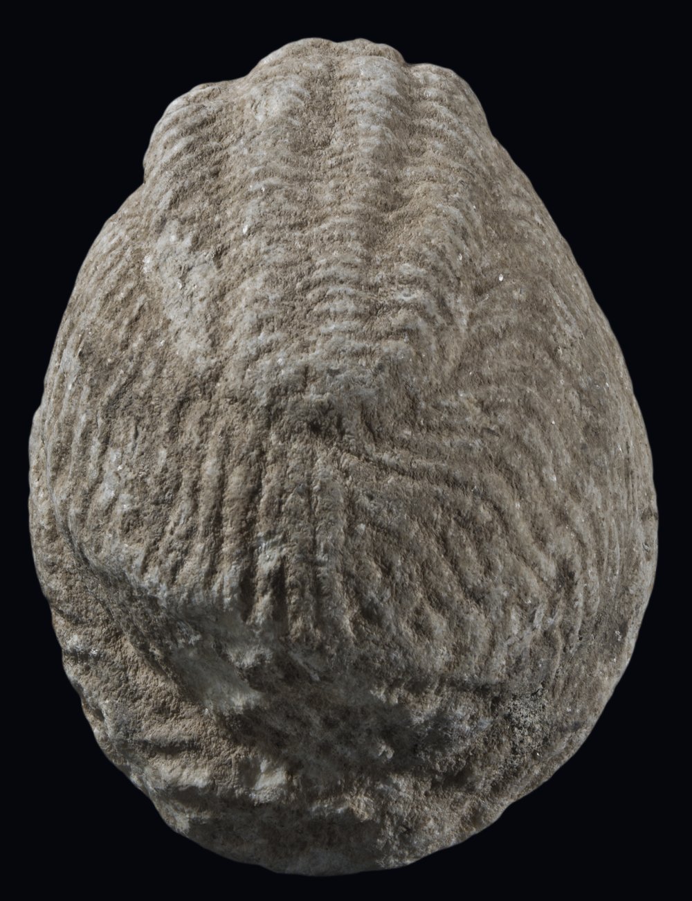 Inv 52648_04.jpg