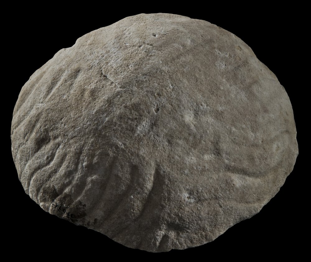 Inv 376723_01.jpg