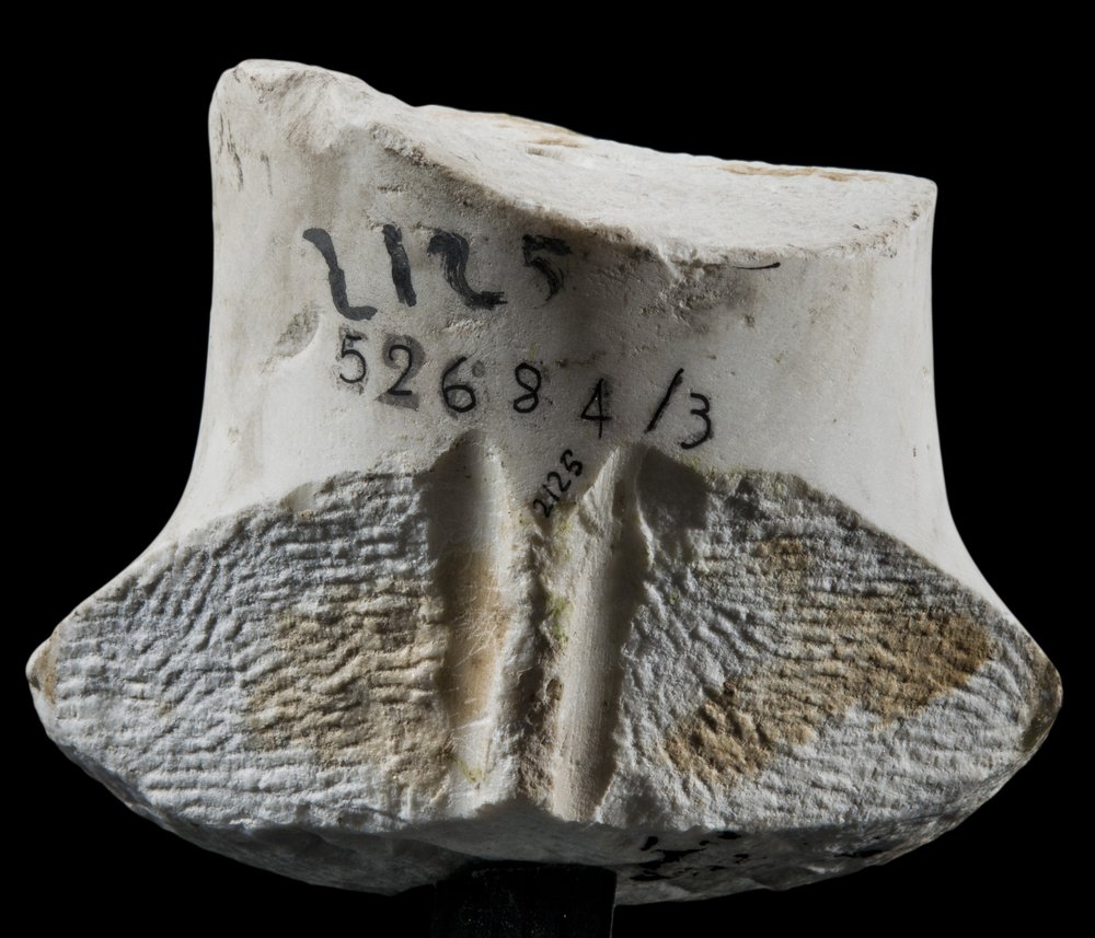 Inv 52684_3_03.jpg