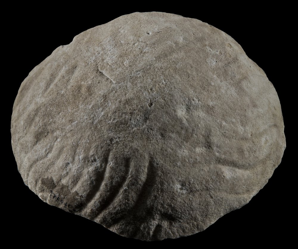 Inv 376723_00.jpg
