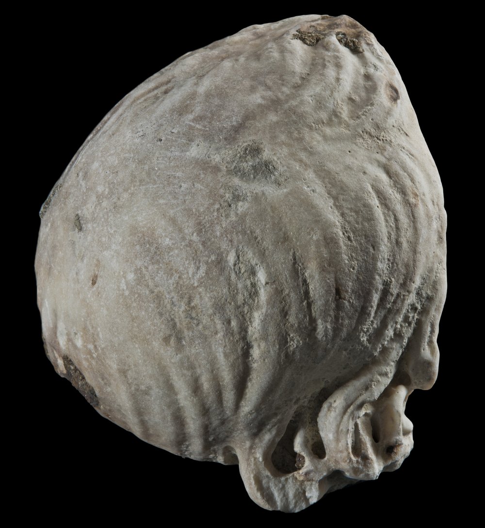 Inv 486535_03.jpg