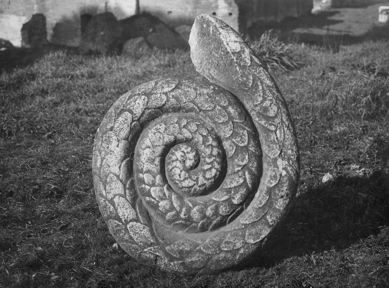 003493 - reperto - Palatino, Domus Augustana, peristilio superiore, frammento di scultura raffigurante un serpente presso il Cancello di S. Bonaventura; neg. serie E, n. 2321