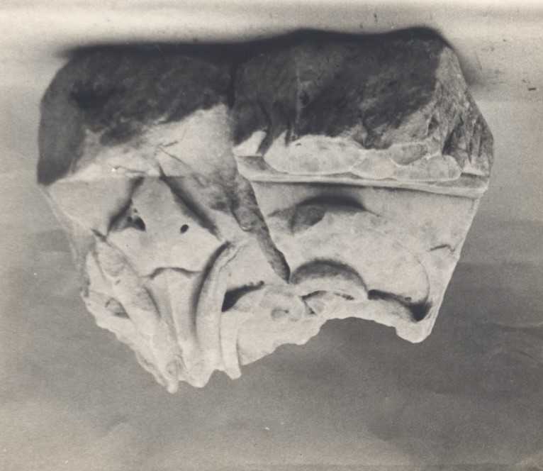 Frammento di clipeo