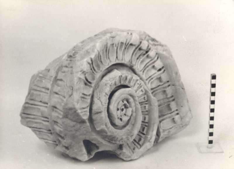 Frammento di capitello ionico.