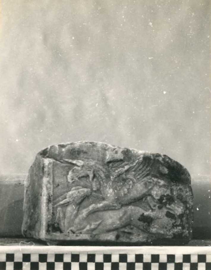 Ara frammentata.
