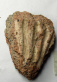 antefissa