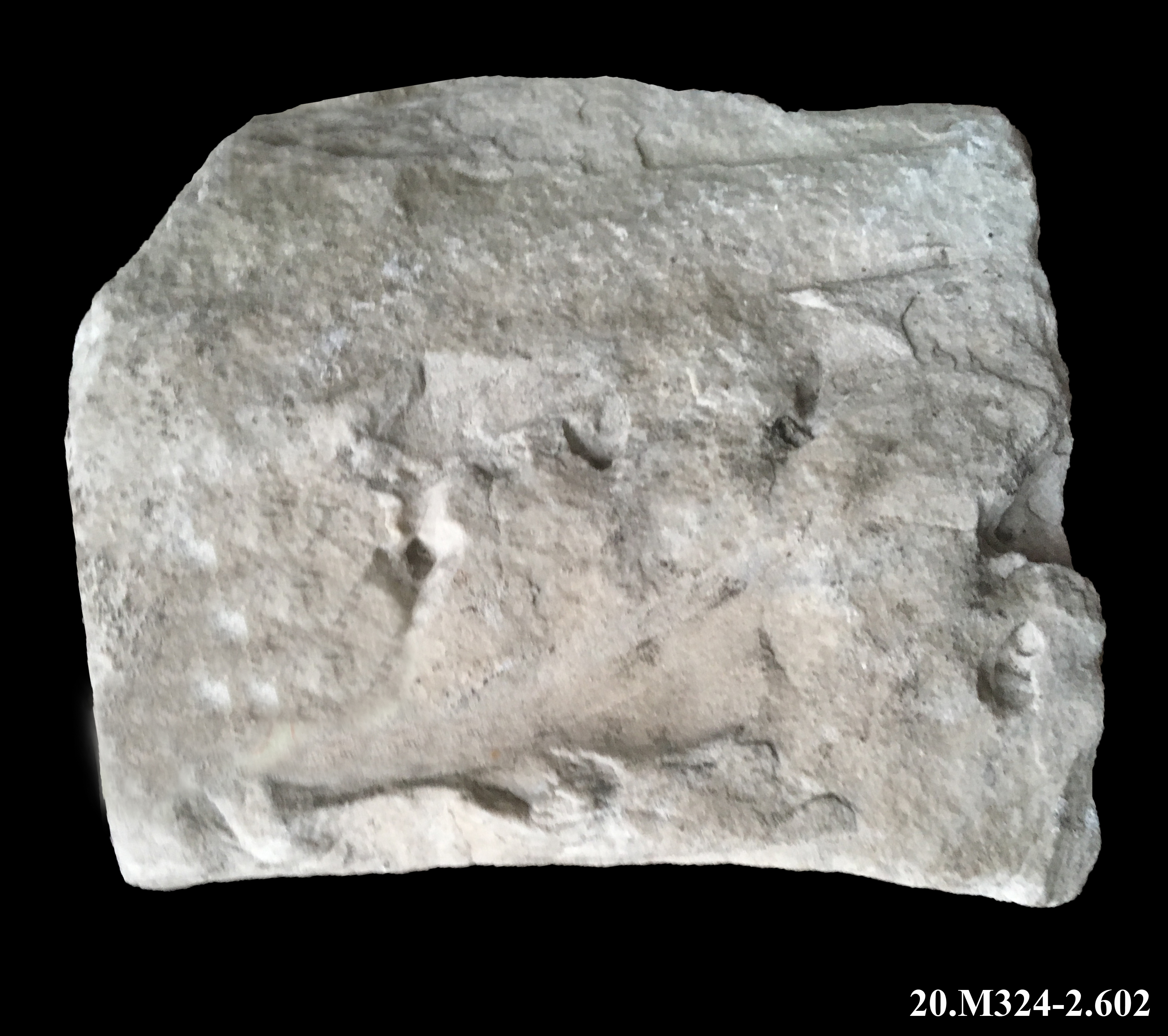 capitello/ di colonna/ corinzio (*)/ / kalathos (*)