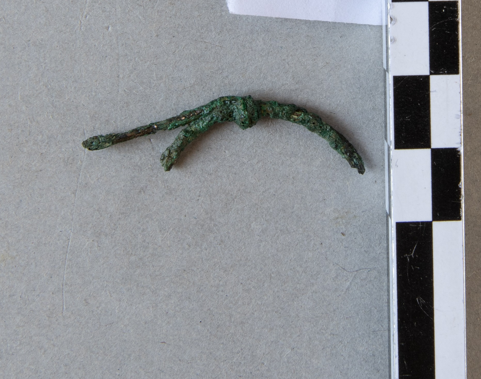 fibula